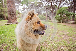 An adorable Chow Chow dog in a forest