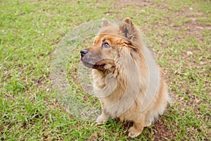 An adorable Chow Chow dog in a forest