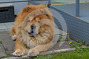 Adorable Chow Chow dog: lion in the city.