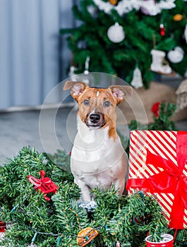 Adorable Christmas dog