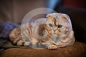 Adorable chubby white and silver scottish fold munchkin cat laying on pillow with shallow depth of field. photo