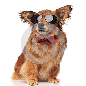 Adorable classy brown dog with sunglasses is distracted