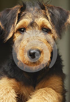 Adorable close-up portrait Airedale Terrier pet puppy dog