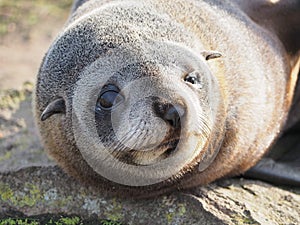 Cute face sea lion New Zealand. photo