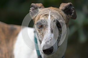 Adorable close up soft portrait of a gentle white and brindle pet dog