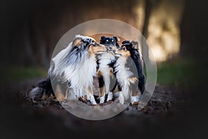 Adorable close-up of three Shelties sitting next to each other in a forest