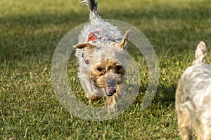 Adorable close-up of a young Yorkshire Terrier dog walking towards the viewer in the grass