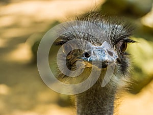 Adorable closeup of the face of a common ostrich, popular flightless bird specie from Africa