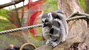 Adorable closeup of a ring tailed lemur eating a nut, primate diet, Endangered animal specie from madagascar