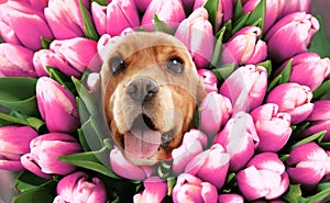 Adorable Cocker Spaniel surrounded by beautiful tulips. Spring mood