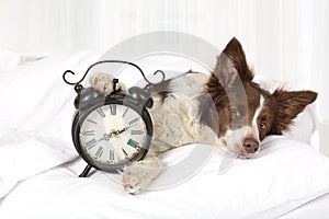 Adorable Collie border breed dog sleeping in bed