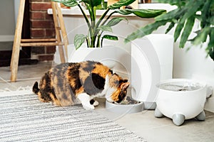 Adorable colorful cat eating from automatic smart feeder in cozy home interior. Home life with a pet. Healthy pet food photo