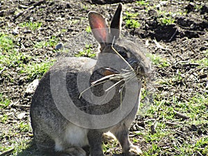 Adorable comical grey bunny rabbit munching dry leaves close up