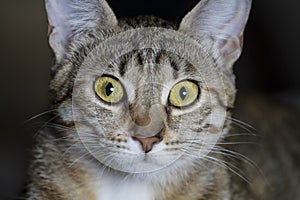 Adorable common cat hair tabby