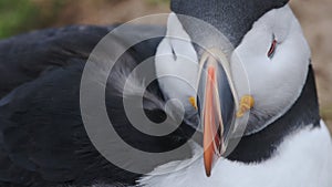 An Adorable Common Puffin Scratching His Backside In Skomer Island. -close up sh