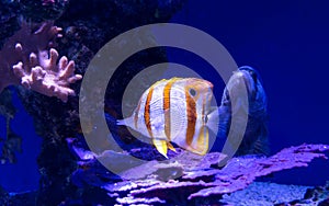 Adorable Copperband butterflyfish in its natural habitat