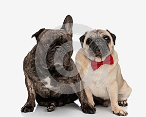 adorable couple of french bulldog and pug looking forward and sitting