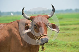 Adorable Cow Portrait on White Background. Farm Animal Grown for Organic Meat