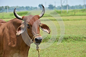 Adorable Cow Portrait on White Background. Farm Animal Grown for Organic Meat