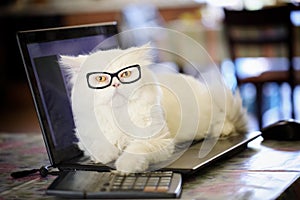 Adorable creamy white persian cat with yellow eyes, wearing dioptric glasses, lying over laptop with a paw on a calculator,