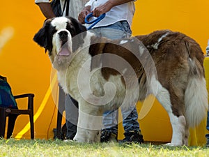 Adorable and Cuddly Big Dog St. Bernard