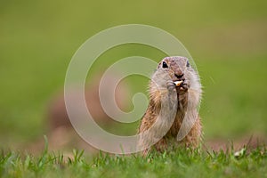 Adorable cuddly pet. European ground squirrel eating food