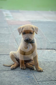 Adorable Cunucu Puppy in Aruba