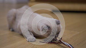 Adorable curious kitten biting toy in slow motion lying on floor indoors. Portrait of furry lovely purebred Scottish