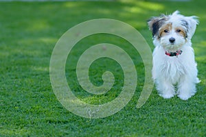 Adorable, curious puppy playing on green grass