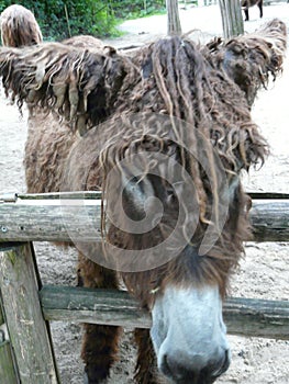 Adorable, curly, brown donkey in the zoo