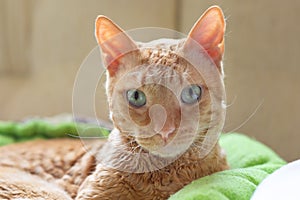 Adorable curly cat Ural Rex lies on the bed in front of the window and looks green eyes at the camera