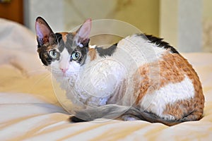 Adorable curly cat Ural Rex sits on the bed and looks with green eyes