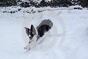 Adorable Cute Black And White Border Collie Portrait