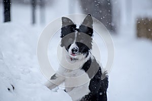 Adorable Cute Black And White Border Collie Portrait