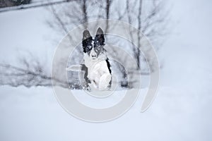 Adorable Cute Black And White Border Collie Portrait