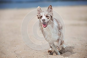 Adorable Cute Border Collie Puppy on the beach