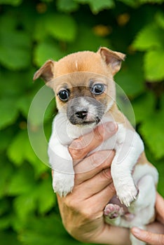 Adorable cute chihuahua puppy in a hand