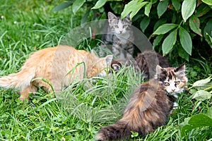 Adorable, cute colorful fluffy cat walking and playing, hunting from ambush in grass, basking in sun. Veterinary shelter