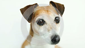 Adorable cute dog eyes. curious pet muzle. White background. Video footage