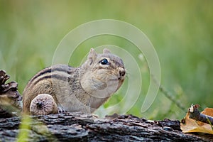 Adorable and cute Eastern Chipmunk looks attentive in a woodland autumn scene