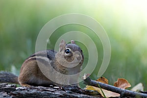 Adorable and cute Eastern Chipmunk stands at attention in a soft woodland scene