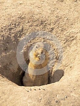 An adorable cute ground squirrel eating something while sitting in a hole