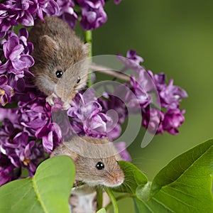 Adorable cute harvest mice micromys minutus on pink flower foliage with neutral green nature background