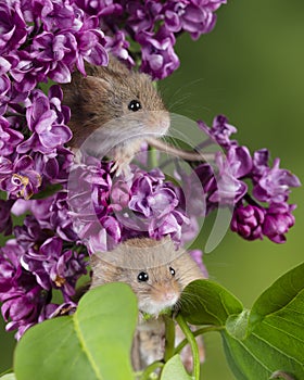 Adorable cute harvest mice micromys minutus on pink flower foliage with neutral green nature background