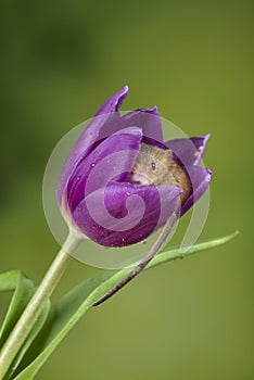 Adorable cute harvest mice micromys minutus on purple tulip flower foliage with neutral green nature background