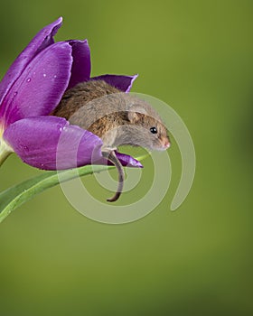 Adorable cute harvest mice micromys minutus on purple tulip flower foliage with neutral green nature background