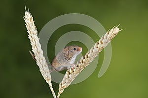 Adorable cute harvest mice micromys minutus on wheat stalk with neutral green nature background