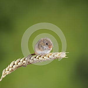 Adorable cute harvest mice micromys minutus on wheat stalk with neutral green nature background