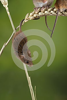 Adorable cute harvest mice micromys minutus on wheat stalk with neutral green nature background