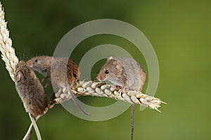 Adorable cute harvest mice micromys minutus on wheat stalk with neutral green nature background